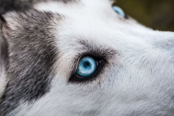 close-up photography of Siberian husky close-up photography of Siberian husky