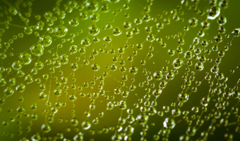 Close-up Photography Of Spiderweb With Water Dew Close-up Photography Of Spiderweb With Water Dew