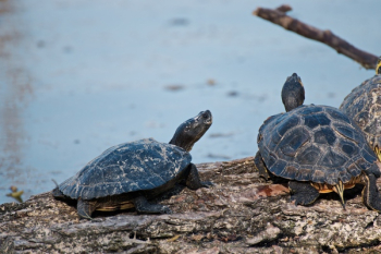 Close-Up Photography of Turtles Close-Up Photography of Turtles