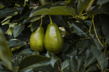 Close-Up Photography of Two Avocados