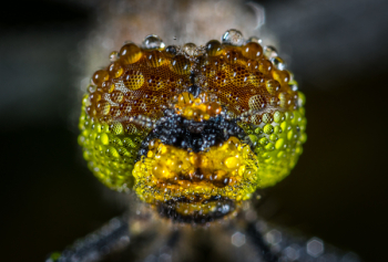 Close-up Photography of Water Dew on Green Insect Close-up Photography of Water Dew on Green Insect