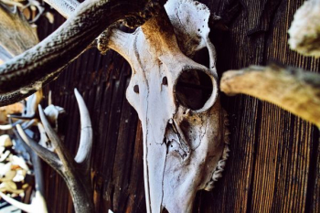 close-up photography of white animal skull decor close-up photography of white animal skull decor