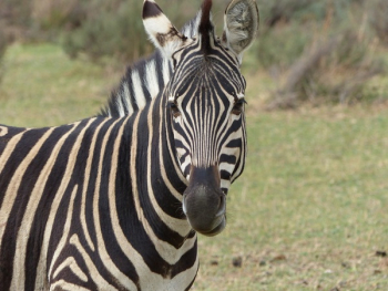 Close Up Photography of Zebra Animal during Daytime Close Up Photography of Zebra Animal during Daytime