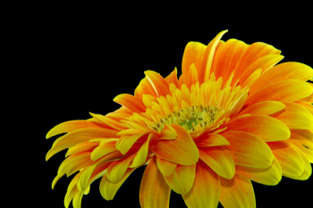 Close-up Photography Yellow Gerbera Daisy Flower Close-up Photography Yellow Gerbera Daisy Flower
