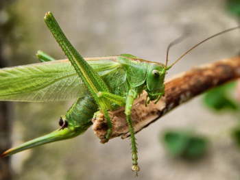 Close Up Photogrpahy Green Insect Close Up Photogrpahy Green Insect