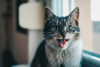 Close-up Portrait of Cat Yawning Close-up Portrait of Cat Yawning