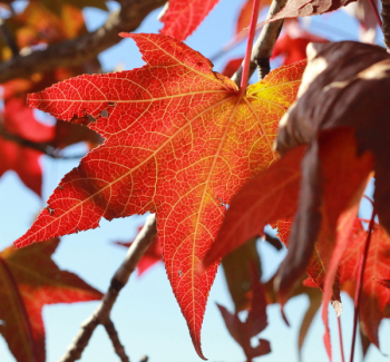 Close-up Red Maple Leaf Close-up Red Maple Leaf