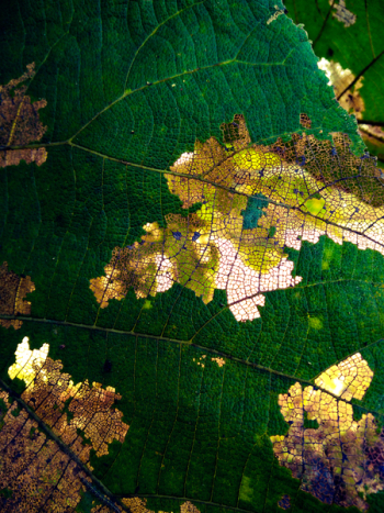 Close-up Shot Of Leaf Close-up Shot Of Leaf