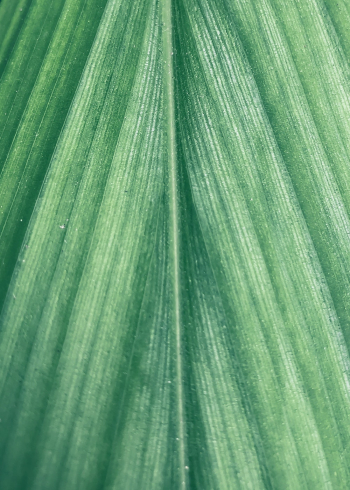 Close-up Shot Of Leaf Close-up Shot Of Leaf
