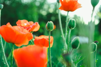 Close-up view of flowering poppies