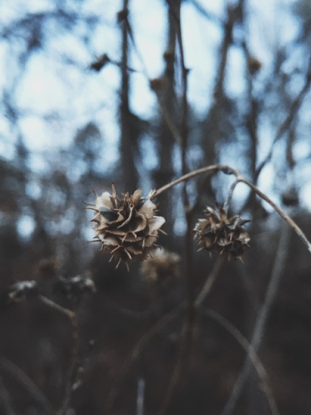 Close Up View of White and Brown Dried Flower Close Up View of White and Brown Dried Flower