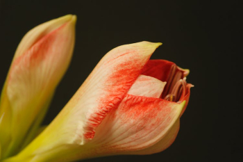 Closed Flower Head