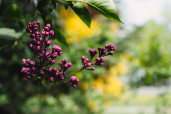 Closed lilac flowers Closed lilac flowers