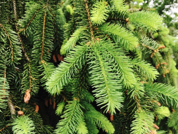 Closeup Conifer Tree Closeup Conifer Tree