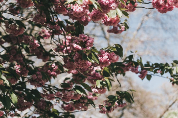 Closeup of a Bush with Pink Flowers