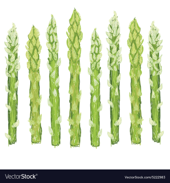 Closeup of fresh green asparagus vegetable vector image Closeup of fresh green asparagus vegetable vector image