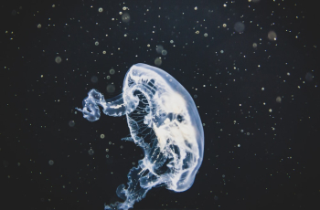 Closeup of Jellyfish Closeup of Jellyfish