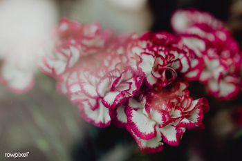 Closeup of pink and white carnations | Free stock photo - 488414 Closeup of pink and white carnations | Free stock photo - 488414