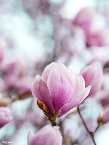 Closeup of pink magnolia flowers | Free stock photo - 457202 Closeup of pink magnolia flowers | Free stock photo - 457202