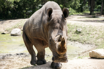 Closeup of rhino at the zoo Closeup of rhino at the zoo