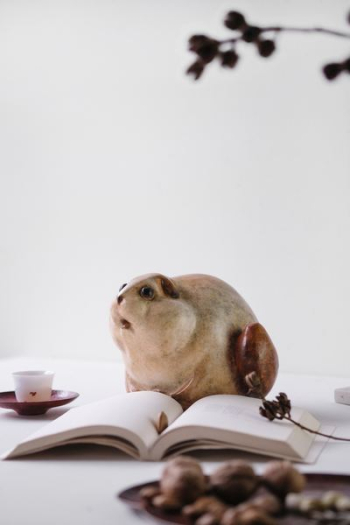 closeup photo of animal figurine near the book closeup photo of animal figurine near the book