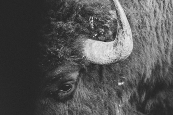 Closeup Photo of Black Animal Closeup Photo of Black Animal