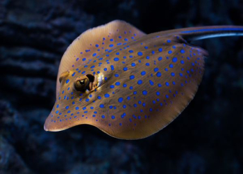 closeup photo of brown and blue stingray closeup photo of brown and blue stingray