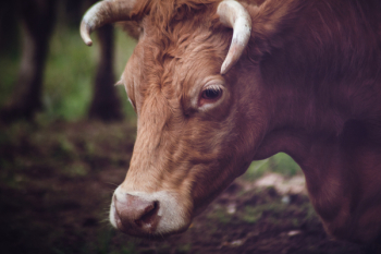 Closeup Photo of Brown Cow Closeup Photo of Brown Cow