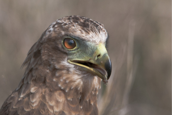 Closeup Photo of Falcon Closeup Photo of Falcon