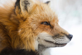 closeup photo of fox closeup photo of fox