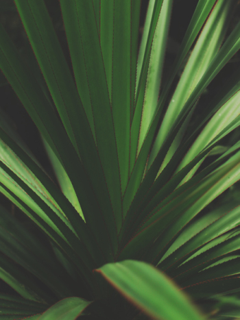 Closeup Photo Of Green Plant Closeup Photo Of Green Plant