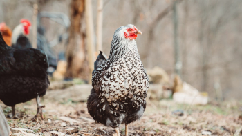 Closeup Photo of Herd of Chickens Closeup Photo of Herd of Chickens