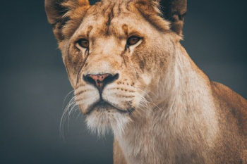closeup photo of lioness closeup photo of lioness