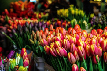closeup photo of multicolored petaled flowers closeup photo of multicolored petaled flowers