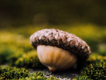 closeup photo of nut closeup photo of nut