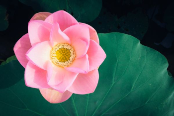 closeup photo of pink petaled flower closeup photo of pink petaled flower