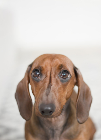 Closeup Photo of Red Dachshund Closeup Photo of Red Dachshund