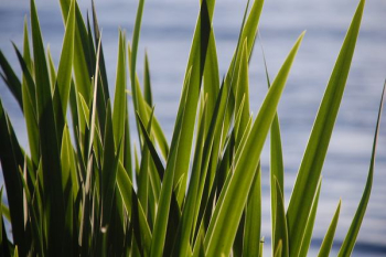 closeup photo of snake plants closeup photo of snake plants