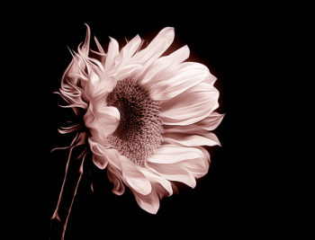 Closeup Photo of Sunflower Flower Closeup Photo of Sunflower Flower