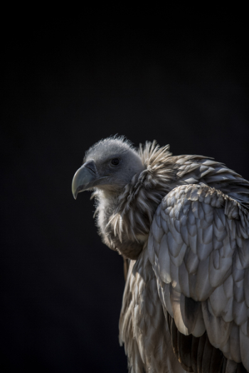 Closeup Photo of Vulture Closeup Photo of Vulture