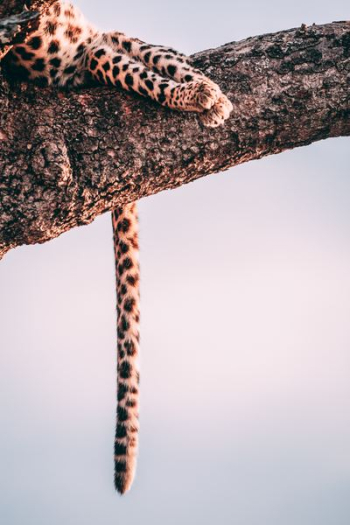 closeup photography leopard on tree closeup photography leopard on tree