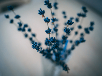 Closeup Photography of Blue Petaled Flower Decor
