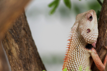 Closeup Photography of Iguana Iguana Iguana Closeup Photography of Iguana Iguana Iguana