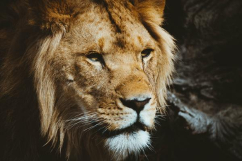 closeup photography of lion closeup photography of lion