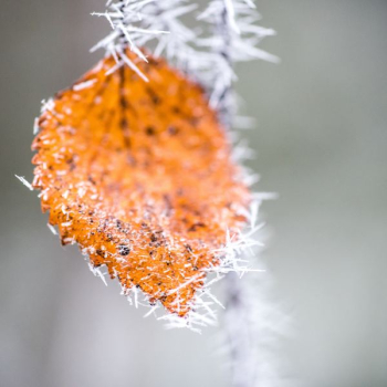 closeup photography of orange leaf closeup photography of orange leaf