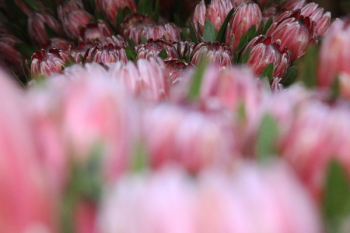 Closeup Photography of Pink Tulips Closeup Photography of Pink Tulips
