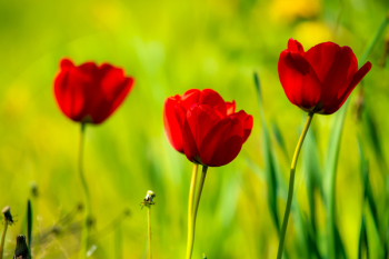 Closeup Photography of Red Tulips Closeup Photography of Red Tulips