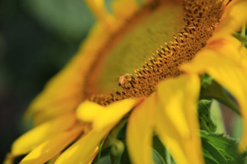 closeup photography of sunflower closeup photography of sunflower