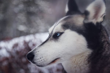 closeup photography of white and black wolf closeup photography of white and black wolf