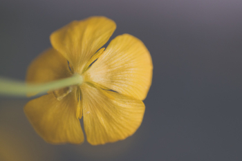 Closeup Photography of Yellow Buttercup Flower Closeup Photography of Yellow Buttercup Flower